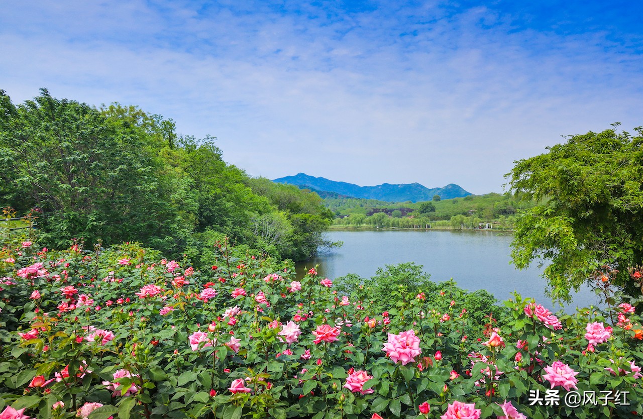 华中最大的玫瑰花园,中国最大的玫瑰花海