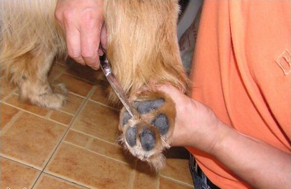 金毛幼犬体味大怎么消除,金毛幼犬体味重怎么办