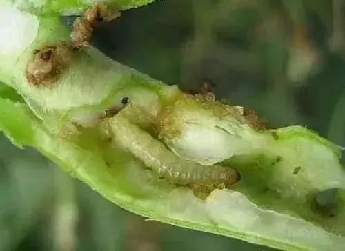 蔬菜各种害虫图片,蔬菜害虫100种图及害虫名称