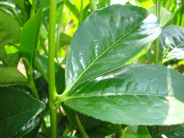 抹茶到底是怎么吃,抹茶到底有多难吃