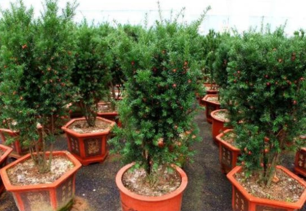 盆栽红豆杉的修剪时间和方法图片,家里摆放红豆杉风水好吗