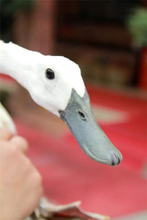 白鹭鸭中国哪里有,我国优秀鸭种