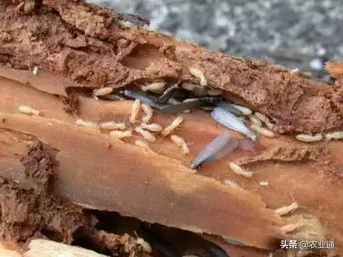 家庭防治虫害的最佳方法,自制蔬菜种植除虫小妙招