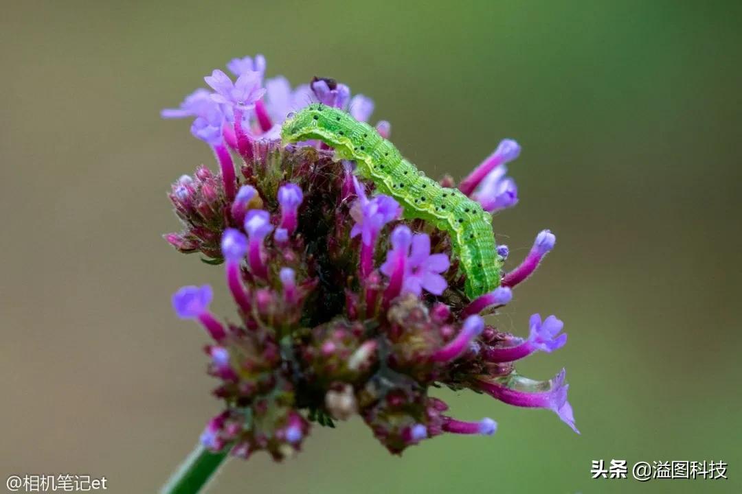 适马150-600s镜头评测,适马新镜头70-200