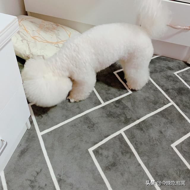 疫情狗不能出去遛狗怎么办,疫情不能遛狗怎么办