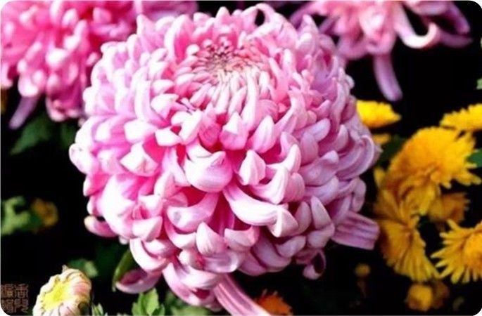 菊花100幅欣赏,菊花的十大绝美诗句