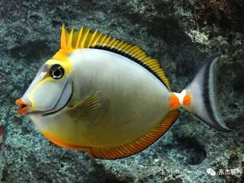 哪些海水鱼可以在淡水中养,哪些海水鱼能释放电压