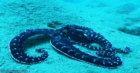 章鱼是外星人后裔？困扰进化论多年，8亿年前就走上了智商捷径