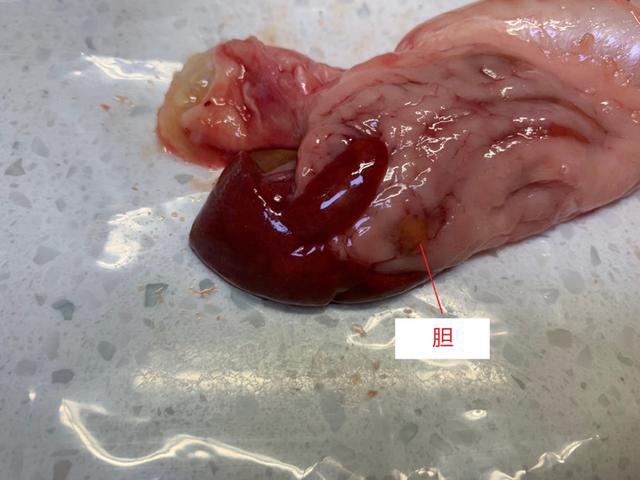 立达七彩过背金龙价格,立达过背金龙在哪买