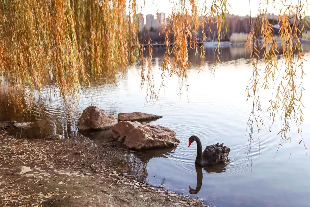 沈阳航空航天大学在辽宁省的地位,辽宁省沈阳航空航天大学在哪个区