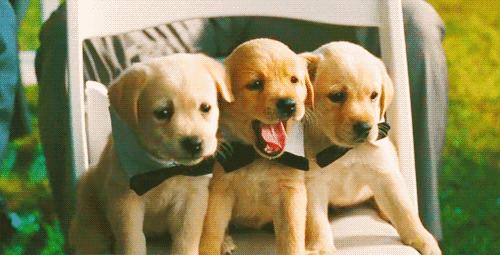 怎么分辨狗狗的种类图解,科普狗狗比较容易爆的的知识