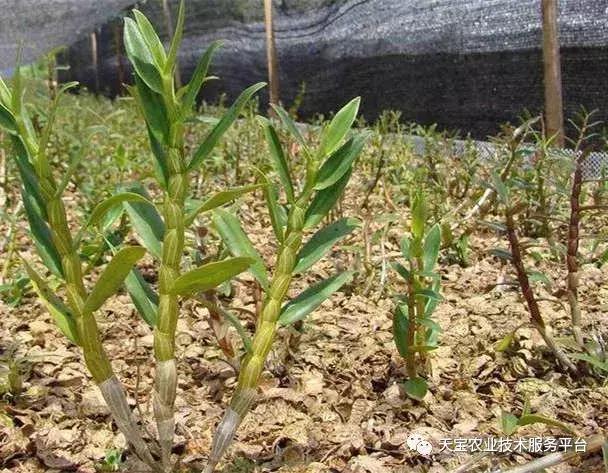 铁皮石斛6月份扦插行吗,铁皮石斛扦插方法