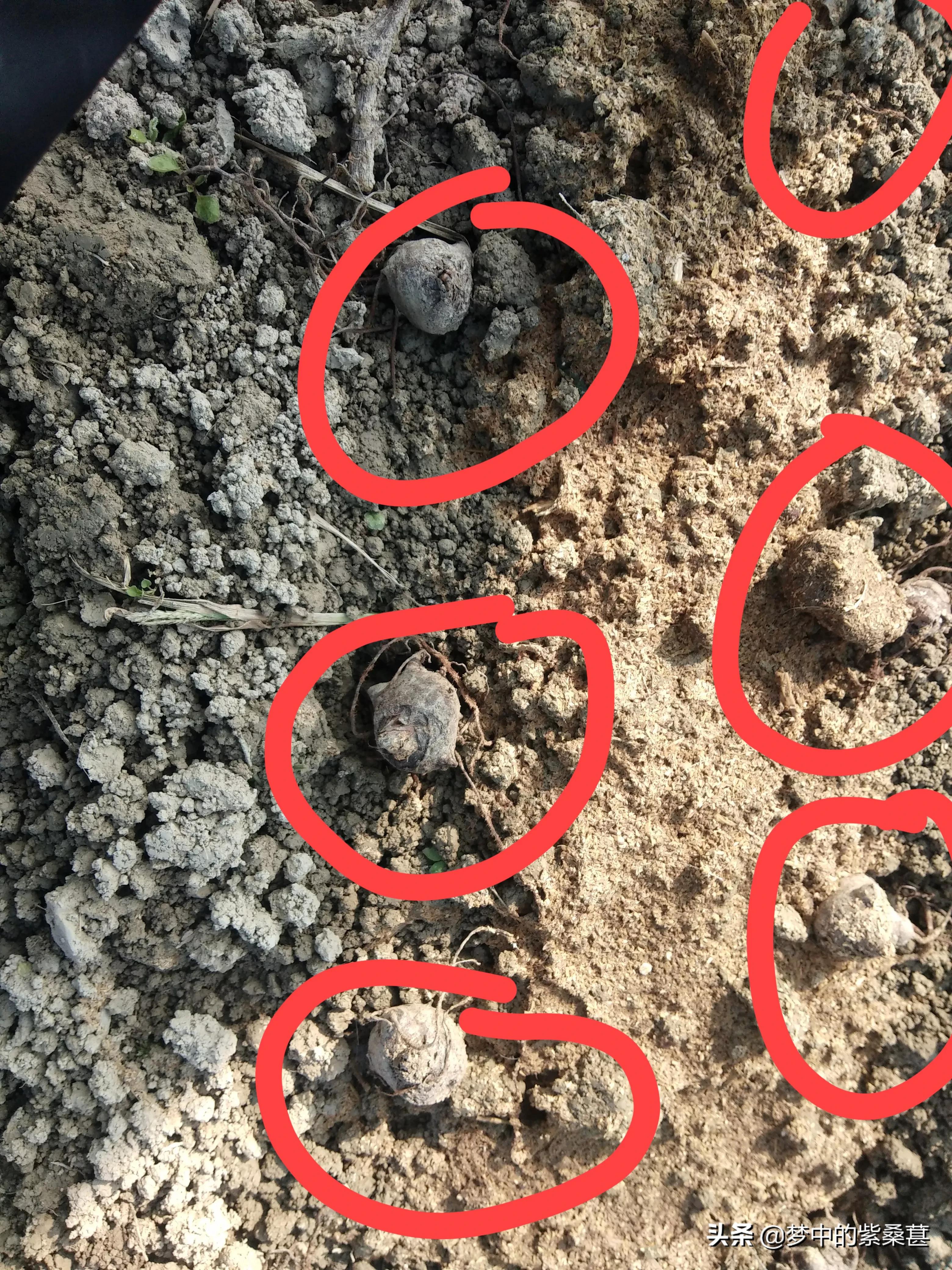 江油附子专卖店,四川江油生附子