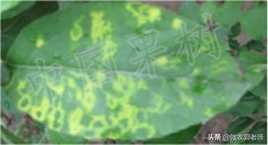 苹果花叶病毒病防治,怎么预防苹果花叶病