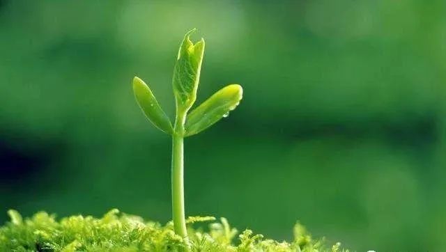 东昌路小学毕业老师对大家说的话,聊城开发区东昌东校优秀毕业生