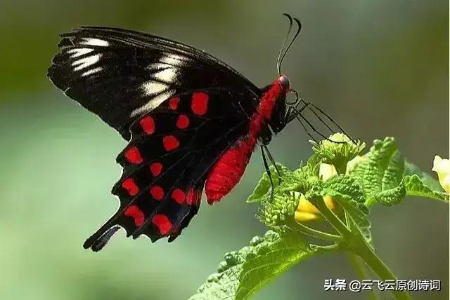 咏蝴蝶的七绝,蝴蝶恋花诗词七绝