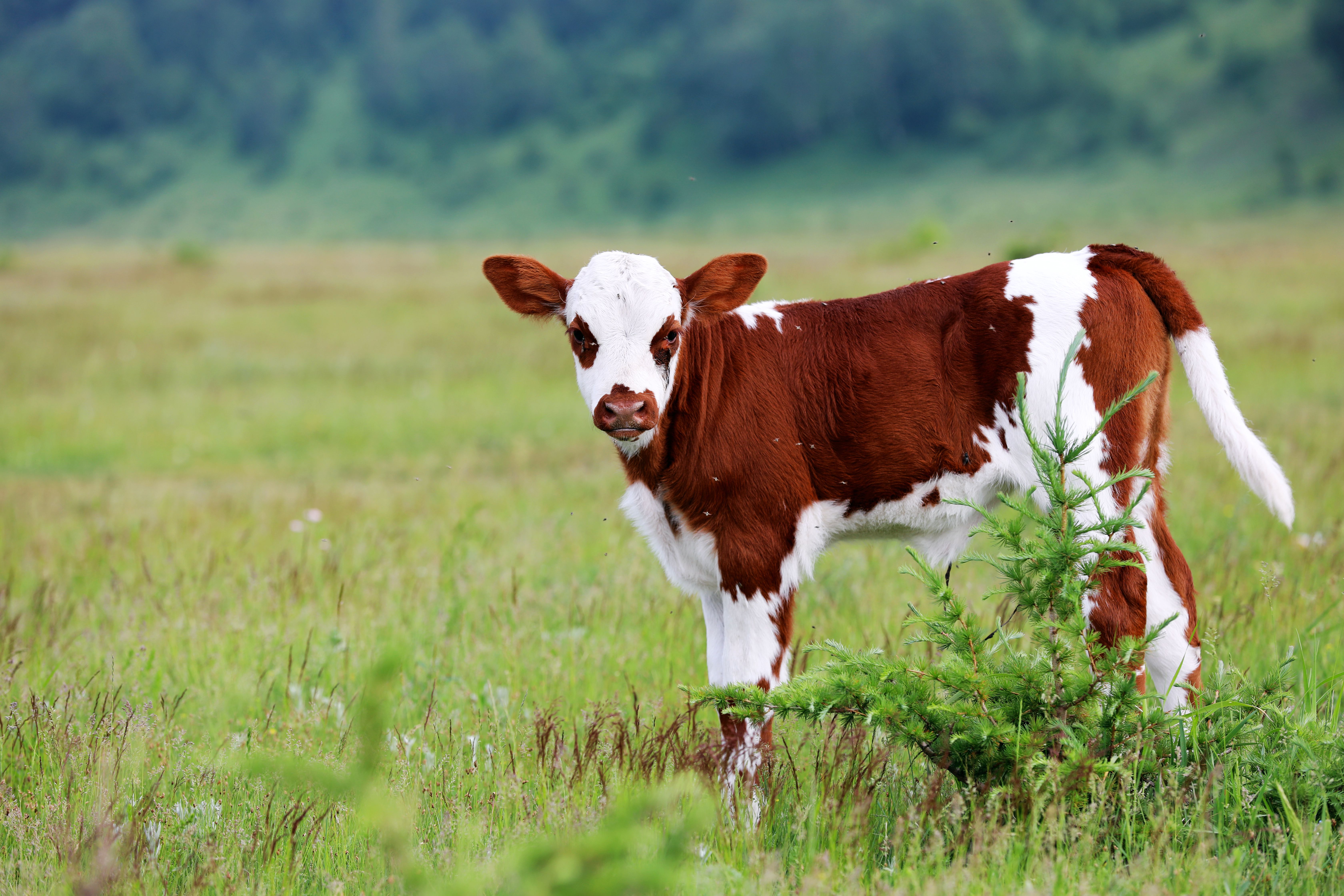 京北第一天路最佳旅游时间,京北第一天路草原