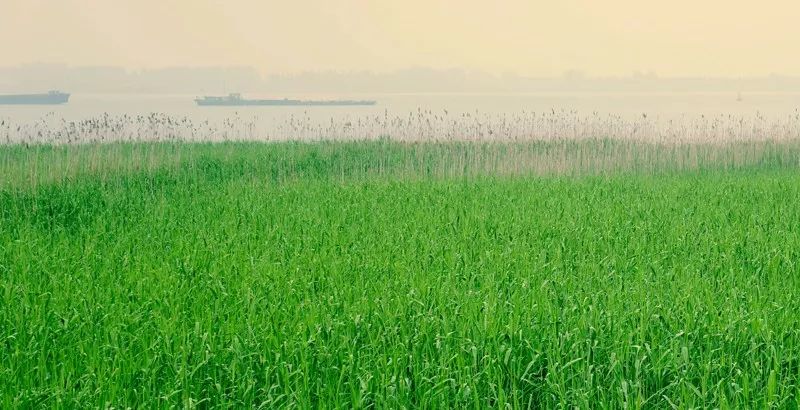 江阴粽子,江阴端午