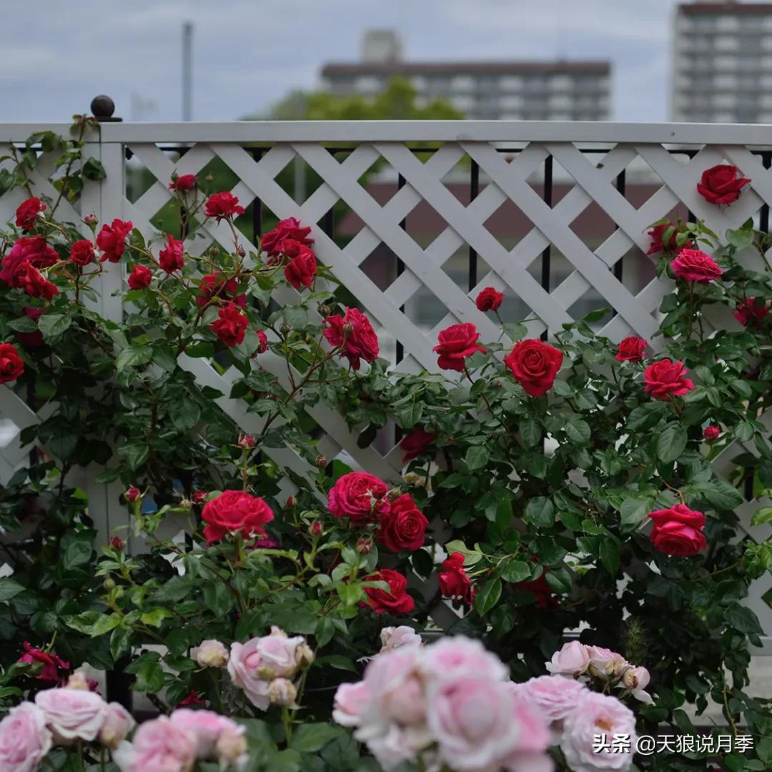 浪漫者的情怀，实用派的操作，一起来邂逅这8款法式月季