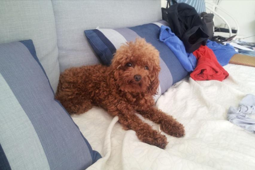 贵宾犬为什么不喜欢和其他狗玩,为什么小贵宾犬都喜欢挤在一起呢