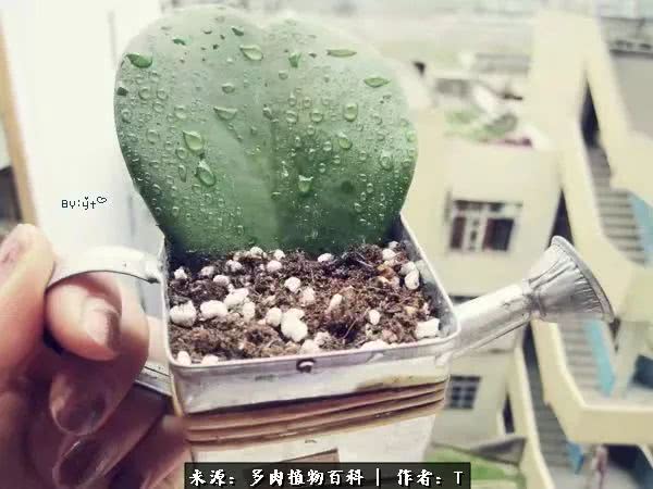 多肉还可以这样玩(上):八年养肉路剪影!