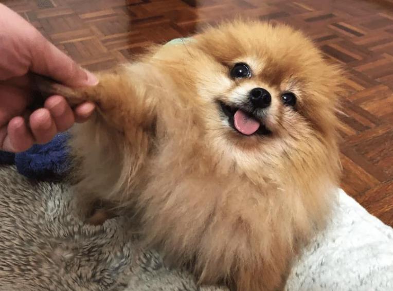 博美犬为什么不建议养公犬,博美犬的5大缺点看完你还想养吗