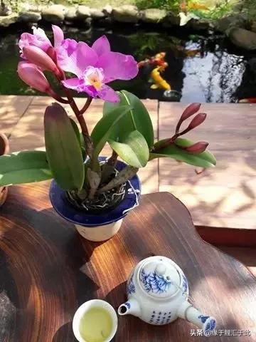 锦鲤和锦鲫的鱼病防治,如何治疗锦鲤尾巴长白疙瘩