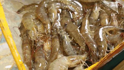 冰冻虾怎么做才能保证虾的鲜嫩,白灼虾是活虾还是冻虾好