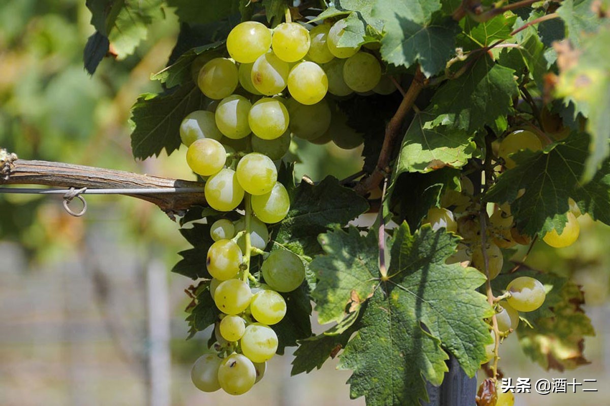 波特晚安酒助眠,晚安酒推荐波特酒