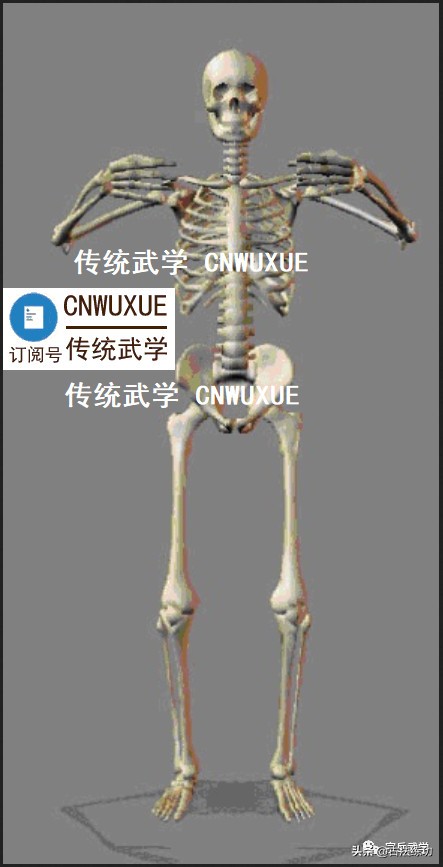 内家拳发力秘密杨氏,内家拳发力的真正不传之秘