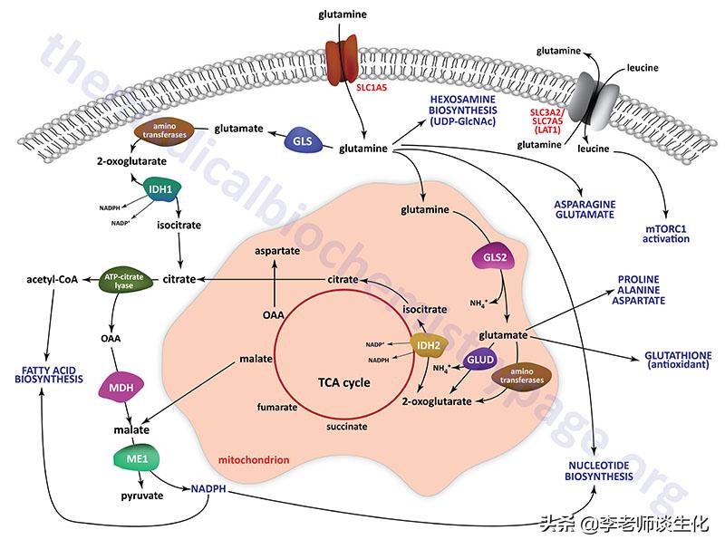 猪必需氨基酸和非必需氨基酸,人体必需氨基酸非必需氨基酸