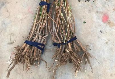 果树出现弱芽或隐芽如何补救,果树出冬芽怎么处理