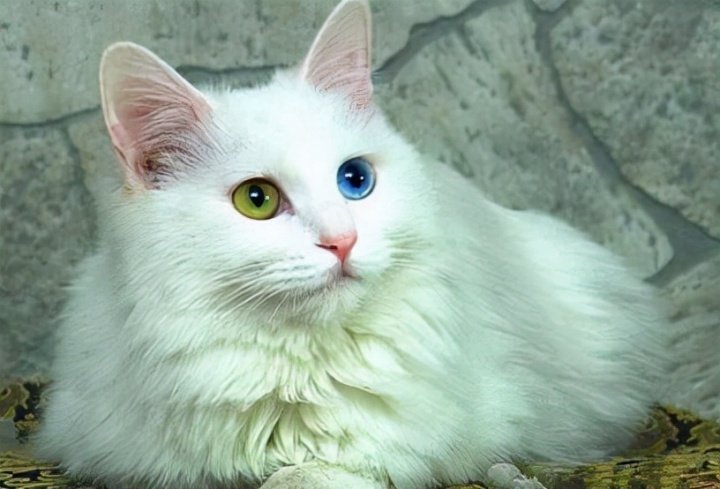 不建议养的10种猫,想养只猫不知道什么品种好