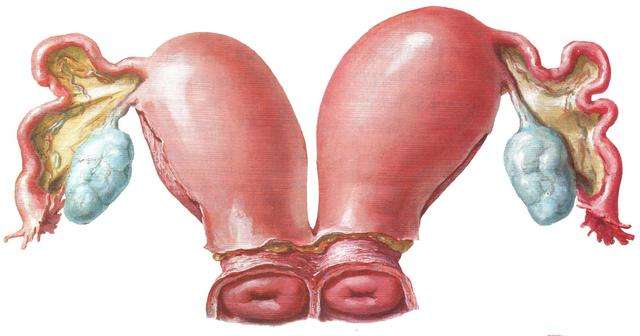 子宫发育异常生下双胞胎,怀孕是双胞胎的概率