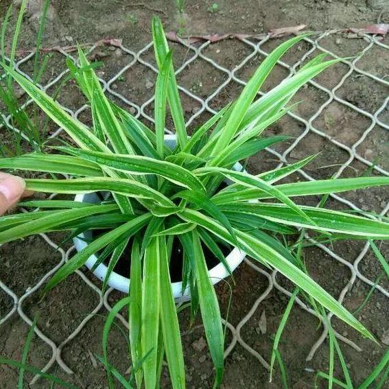 怎么把金边吊兰养得又矮又壮,金边吊兰爆盆了怎么养护