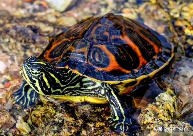 新手养龟快速入门教程,石金钱龟冬天怎么养新手必看