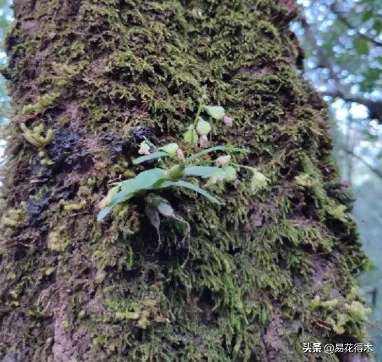 石斛分类小知识,石斛多少种哪一种比较好