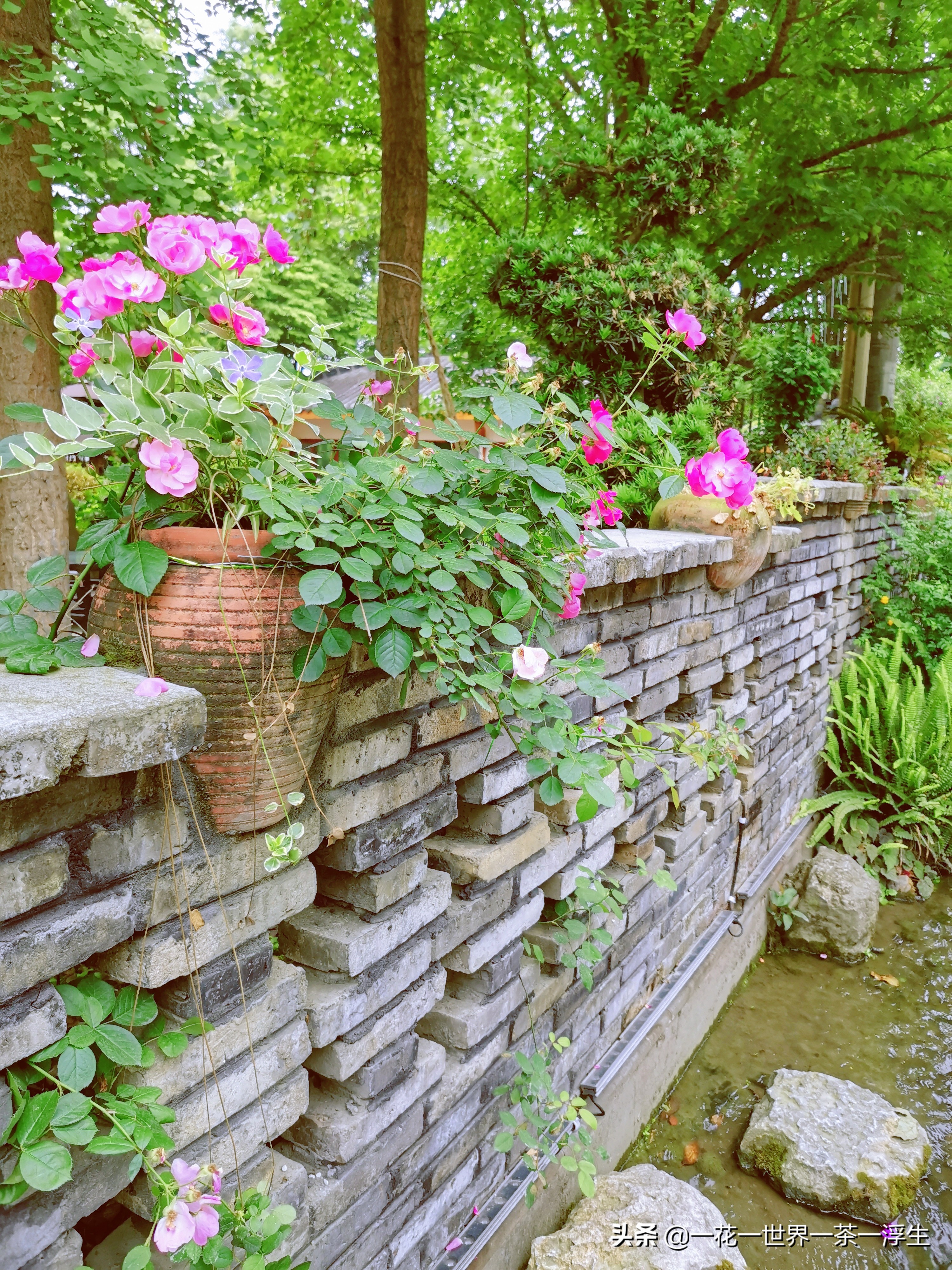 寻找巴适的成都小院(2)