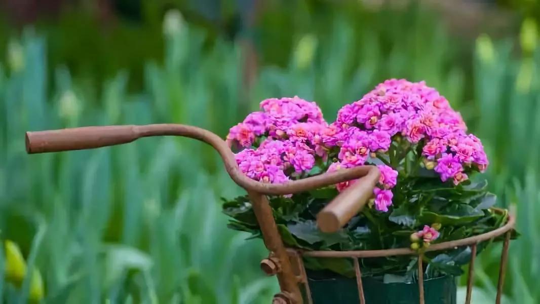 送给喜欢种花的人什么礼物,想养花却把花养死