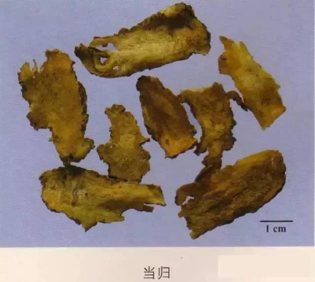 中药材图片大全大图带药名,200多味中药材图谱带图