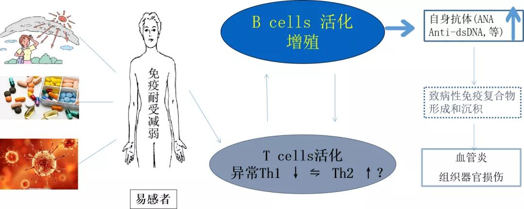 免疫紊乱和血液有关系吗,免疫系统紊乱和狼疮一样么