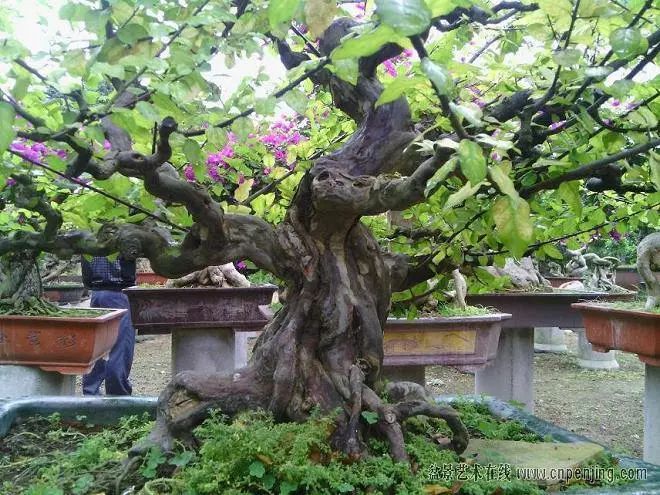 雀梅的习性,雀梅怎样认识