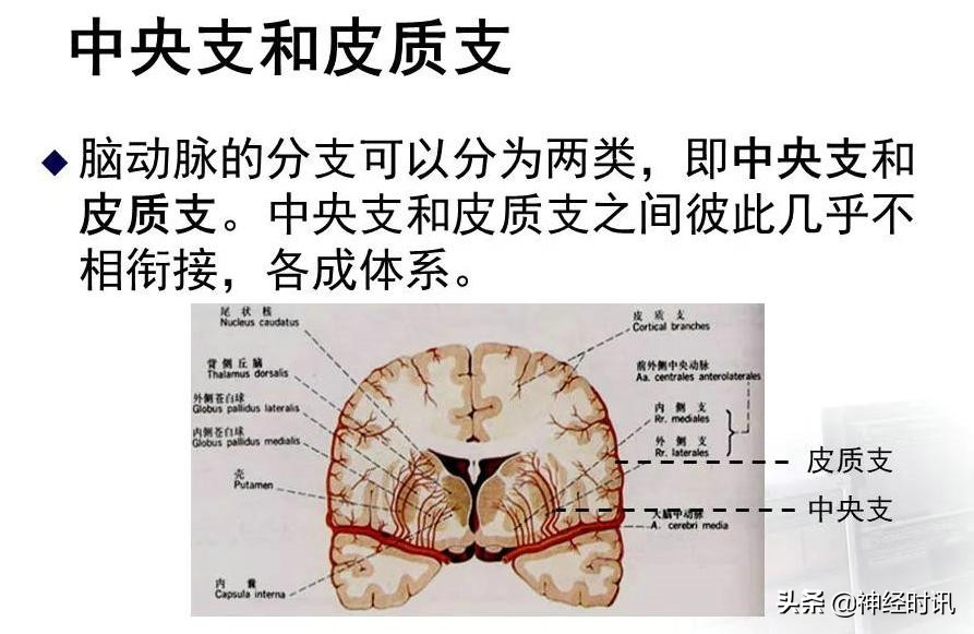 脑动脉解剖学讲解,脑膜中动脉解剖讲解