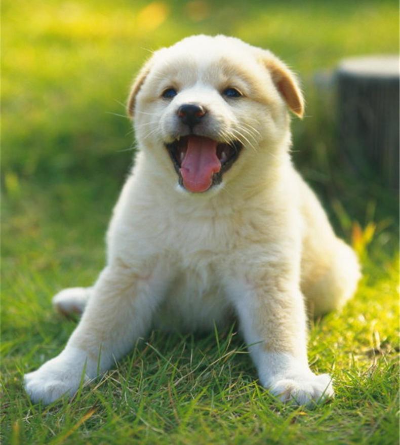 如何辨别、治疗、预防狗狗的耳朵感染疾病?