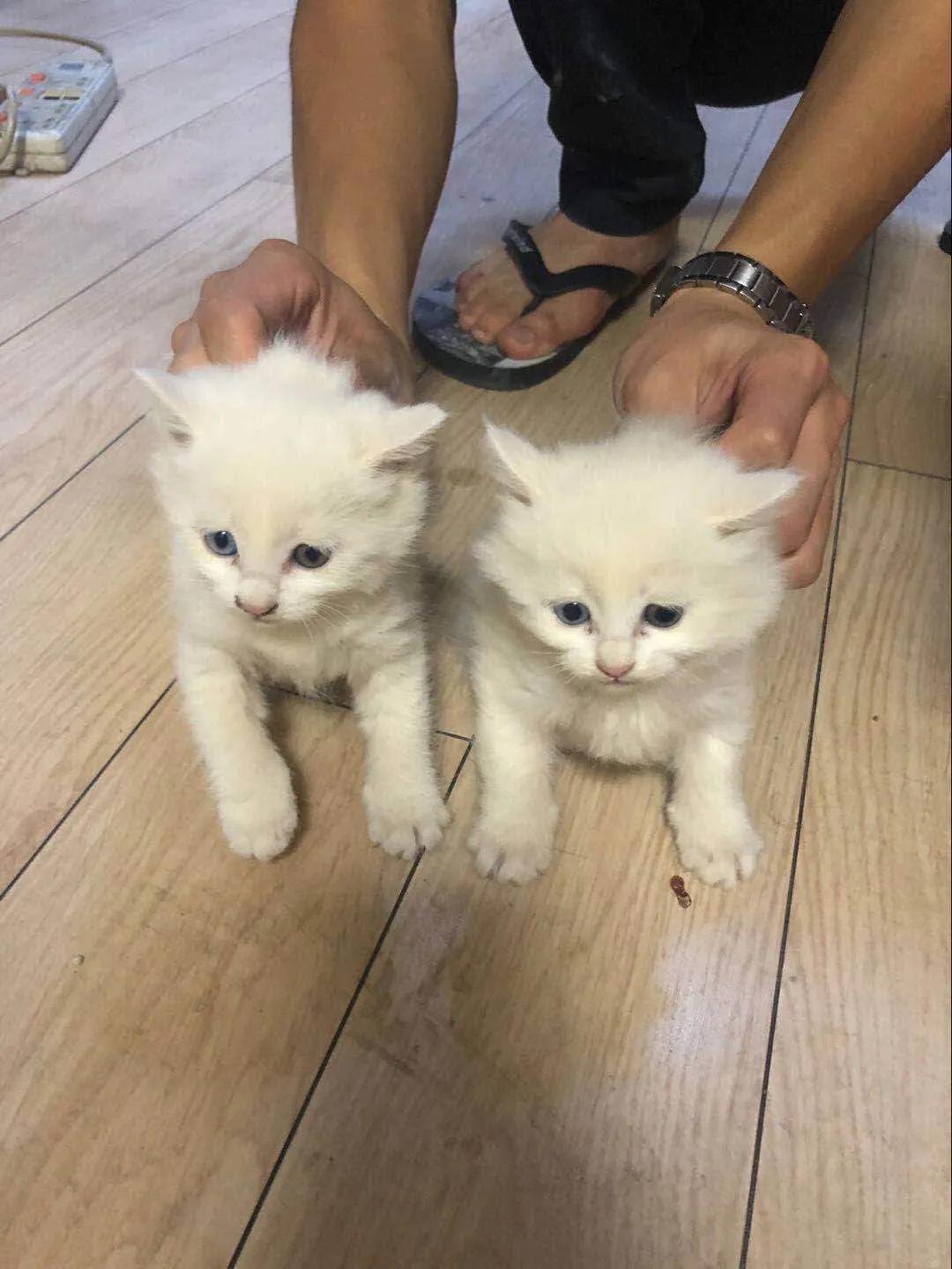 网约车猫咪托运,小猫可以用顺风车托运么