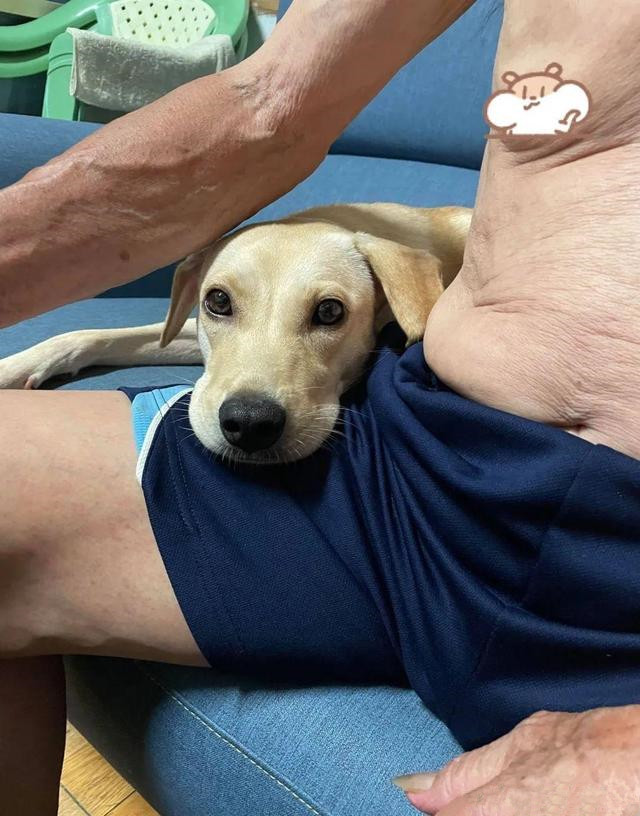 为了不让爷爷孤单，领养了一条狗狗，半年后：这是喂的猪饲料？