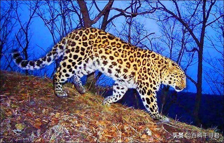 西亚现存最强大的猫科猛兽,史上最凶猛的八大猫科动物