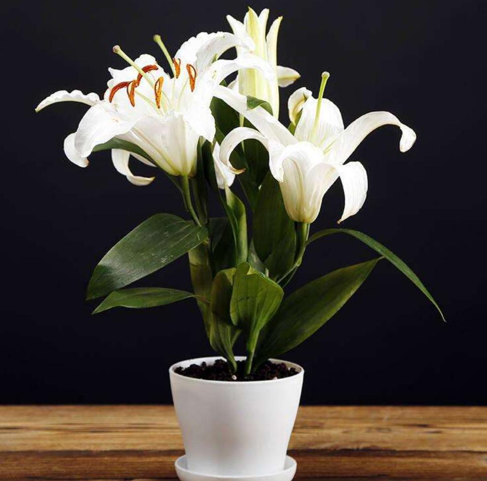 百合花花苞没开就脱落了怎么回事,百合花没全开就凋谢是怎么回事