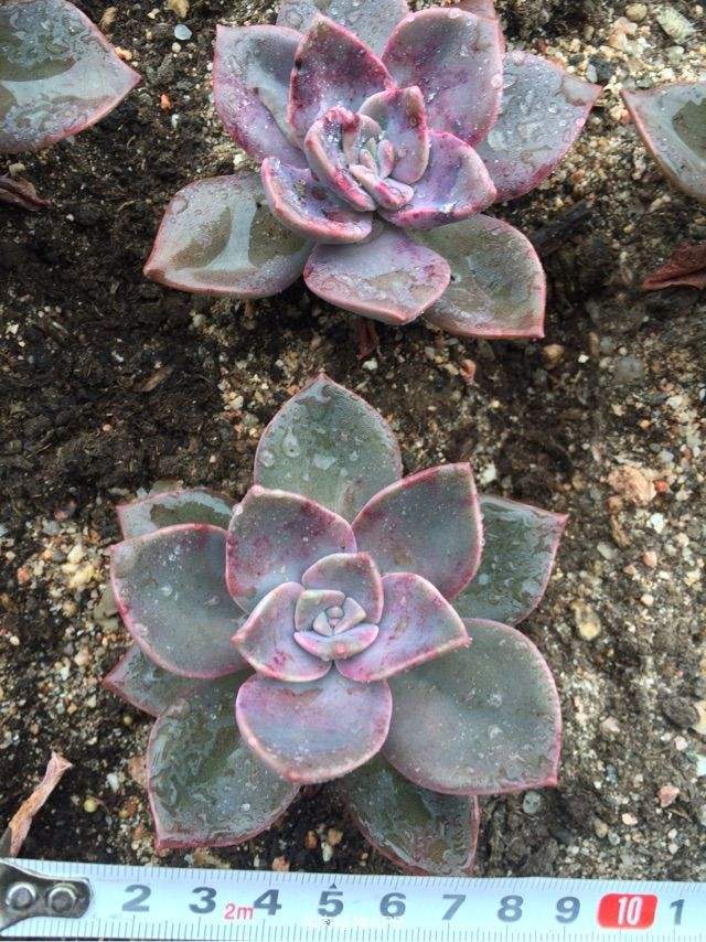 1000种多肉植物图鉴大全大图,景天科1000种多肉植物图鉴