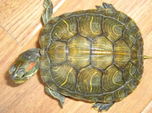 小乌龟可以吃什么怎么养,小乌龟应该吃什么东西怎么养